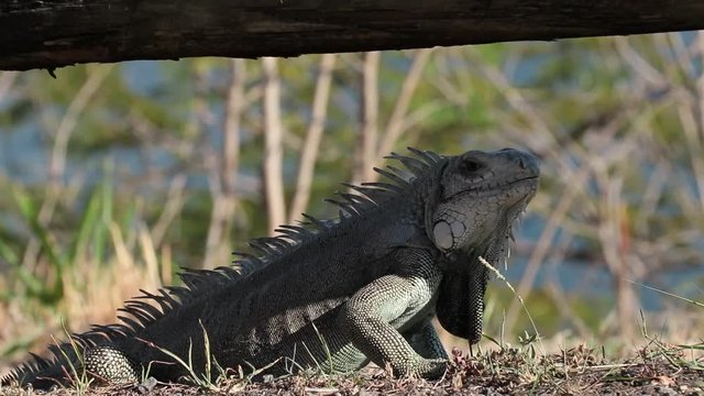 Iguane en Guadeloupe Antilles Fran&ccedil;aise