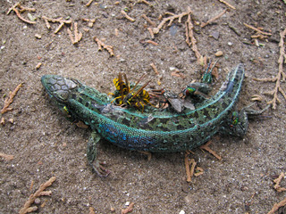 The sand lizard (Lacerta agilis) is a lacertid lizard. Dead reptile are eaten by insects. Flies and wasps eat the corpse of an animal.