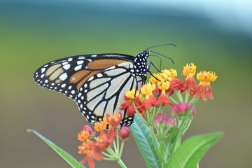 Butterfly 2018-85 / Monarch butterfly (Danaus plexippus)  On milkweed