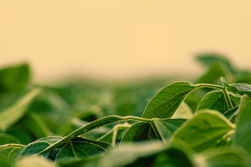 Close up of soybean leaves with blurry background and foreground.  Golden hour color shining on leaves.