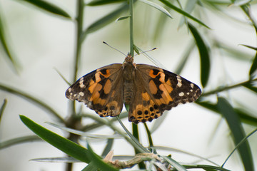 Butterfly 2018-88 / Red-spotted Purple Admiral (Limenitis arthemis)