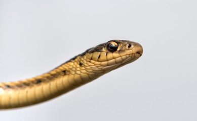 Portrait of common garter snake (Thamnophis sirtalis) close up, Iowa, USA