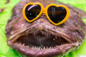 Fish food in a store in Brussels 