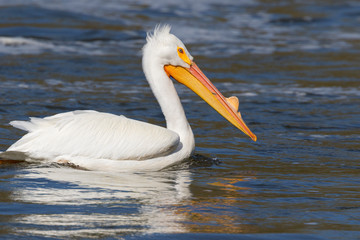 American White Pelican Swimming In Des Moines River