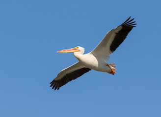 Fototapeta na wymiar Flying American White Pelican.