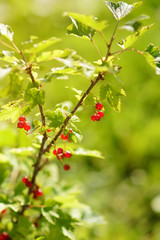 Red currant bush with ripe berries at sunny garden