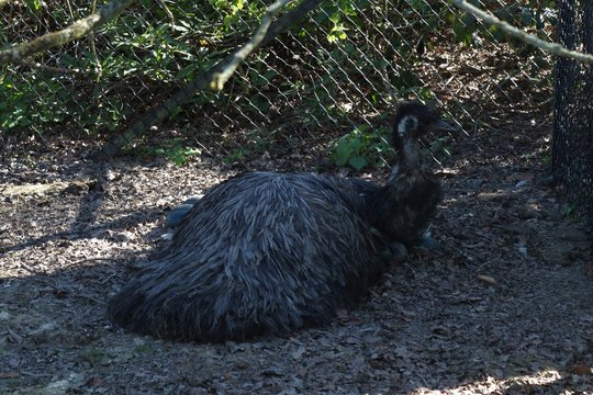 Male Emu Sitting On A Nest Of Blue Eggs.