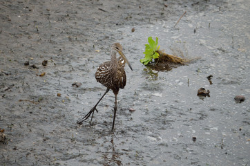 limpkin
