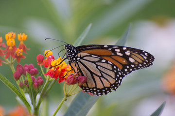 Fototapeta na wymiar Butterfly 2018-93 / Monarch butterfly (Danaus plexippus) On milkweed