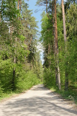 Fototapeta premium Ruciane - Nida - droga leśna