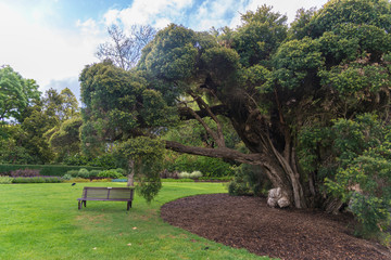 Nature in Dandenong mountain Melbourne