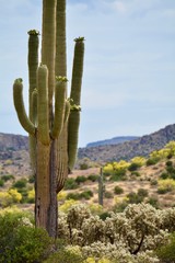 Blooming Saguaro Superstition Mountains Mesa Arizona Desert 