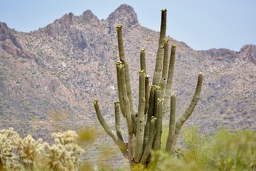 Blooming Saguaro Cactus Mountain Arizona 