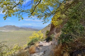 Fototapeta na wymiar Blooming Palo Verde Usery Mountain Regional Park Mesa Arizona Landscape Desert