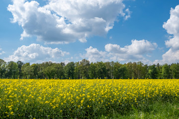 Obraz premium Rapsfeld und Wolkenhimmel