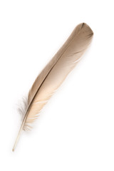 Bird feather isolated on white background.