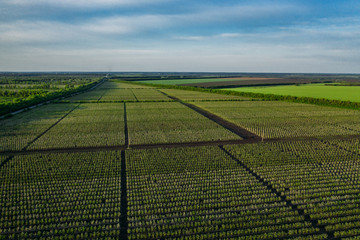 Aerial view of farmland with agriculture fields, green meadows till horizon,