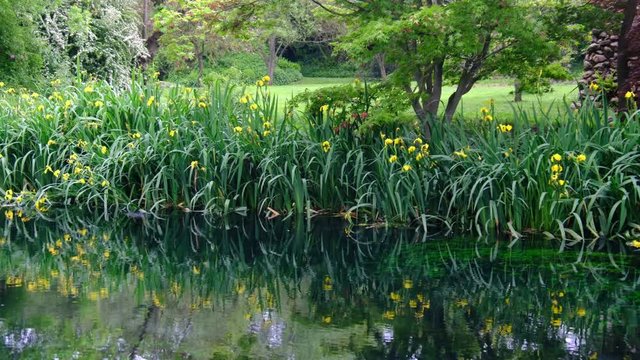 grass and flower reflections on water on river shore impressionist garden pond panning background