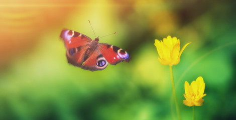 Fototapeta na wymiar Beautiful yellow flower fresh spring morning on nature and flying butterfly on soft focus green background, macro, close up. Spring butterfly template, elegant amazing artistic image, free space.