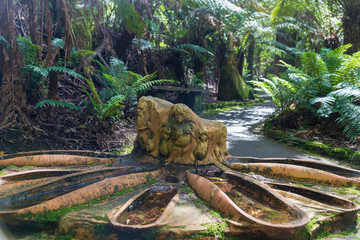Nature in Dandenong mountain Melbourne