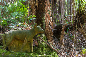 Nature in Dandenong mountain Melbourne
