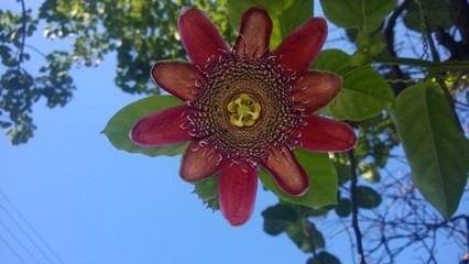 flower passion fruit