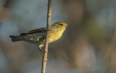 Blackpoll Warbler in the sunset  light