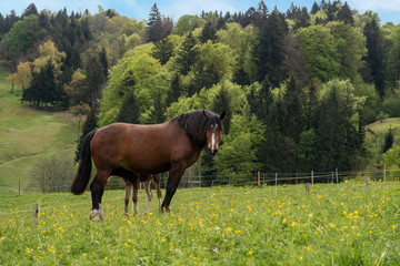 Mare and its foal graze in alpine meadow