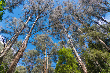 Nature in Dandenong mountain Melbourne