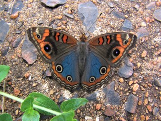 Colorful butterfly flying over my garden