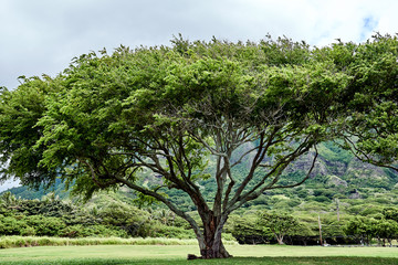 A large tree at the Kualoa Regional Beach Park in Hawaii, USA. - obrazy, fototapety, plakaty