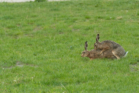 Wildkaninchen bei der Paarung