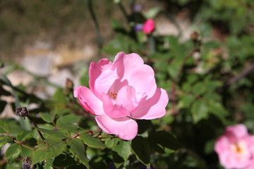 pink rose in the garden