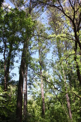 trees in the forest