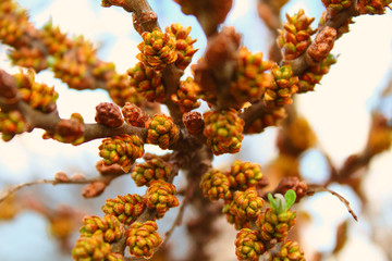Flowering sea buckthorn. Close-up. Background.