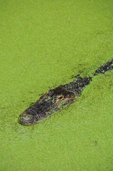 Alligator