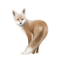 red fox