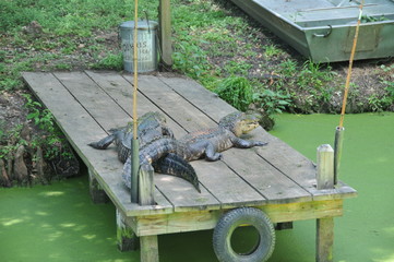 Alligators Cajun 