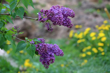 Obraz premium Early blooming lilac flowers in city park