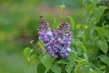 Early blooming lilac flowers in city park
