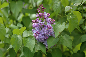 Early blooming lilac flowers in city park