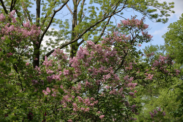 Fototapeta na wymiar Early blooming lilac flowers in city park