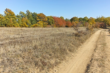 Fototapeta premium Amazing Autumn landscape of Cherna Gora (Monte Negro) mountain, Pernik Region, Bulgaria