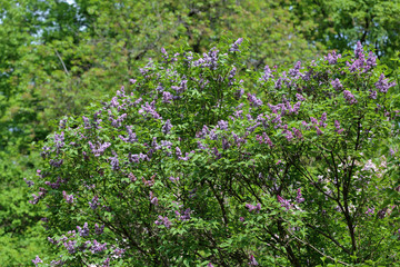 Early blooming lilac flowers in city park