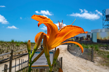 Orange Lily At The Beach