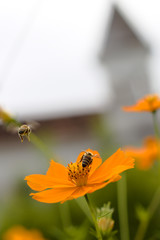 Abelha, flor e torre