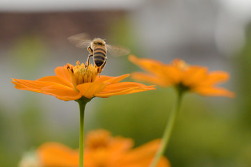 Abelha e flor