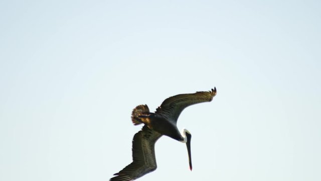 a brown pelican dives for baitfish in strong offshore winds and a sneaky heermann's gull looking for scraps gets wing tangled afterwords.  5x slow motion.