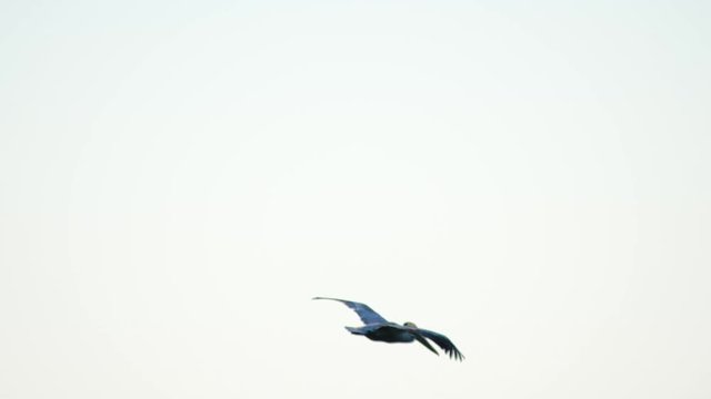 brown pelican descends in strong offshore winds to glide across the top of a clean groomed wall of water as the swell breaks towards shore.  5x slow motion captures the ascent skyward afterwords.