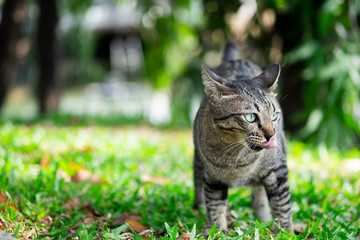 Tabby cat looking something on grass in the garden.